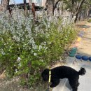 댕구르르 | 시간표 없는 애견유치원, 댕구르르가 다르게 운영되는 이유