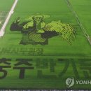 선관위 소나무 이미지