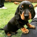 닥스훈트(DACHS HUND) 이미지