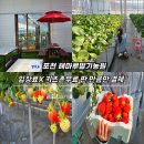 대영농원 4농장 | 2월아이랑갈만한곳 서울근교 딸기체험 농장 포천해마루딸기농원
