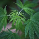 대마축산 이미지