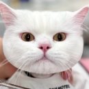 고양이무마취미용 무냥무냥 대구점 이미지