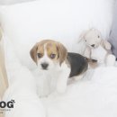 제일애견 이미지