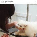 스프링그루밍 이미지