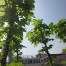 엉게나무 이미지