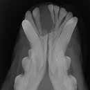 이비치 동물치과병원 이미지