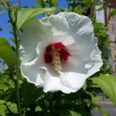 무궁화근린공원2 이미지