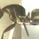 우리나라에서 가장 흔하게 볼수 있는 벌/ 일본왕개미 이미지