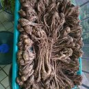 자연산당귀 삽주 마가목열매 목이버섯 이미지