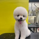 댕곤댕곤 이미지