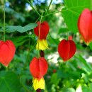 강원도립화목원 이미지