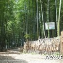 맹종죽테마파크1 이미지