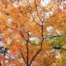 세모시 이미지