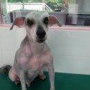 핑코애견 이미지