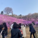 죠샌드위치부천역사점 | 부천 가볼만한곳 봄나들이 추천 원미산 진달래동산 진달래축제 개화시기
