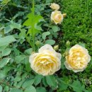 pet225다9716 | 갑상선카페 댓글 펌