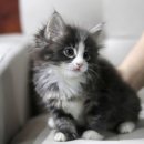 도레미캣 이미지