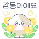코코반려견미용실