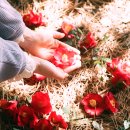 오동도 산책로입구 이미지