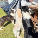 개차반캠핑장 | 충북 괴산 애견캠핑장 개차반캠핑장 내돈내산 후기