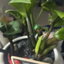 자라는 씨앗 | 집에서 레몬키우기 씨앗발아부터 화분까지!! 초보 성공기