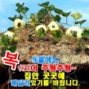 전라도 사투리로쓴 ㅡ사랑 고백시ㅡ 이미지