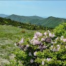 28산우회 5월 철쭉산행 (소백산 국립공원) 이미지