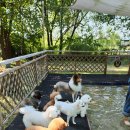 니멍내멍 이미지