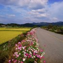 코스모스길 이미지