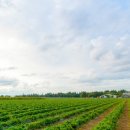 유픽(U-PICK) 이미지