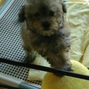 효창동물병원 이미지