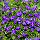 푸른향기 이미지