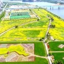 낙동강변 축구장 2 | 벚꽃 엔딩 아쉽다면? 낙동강변 따라 끝없이 펼쳐지는 창녕 유채꽃 여행