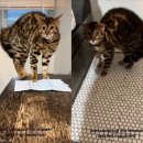 도그샤워 이미지