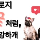 개인생활펫 네이버블로그
