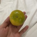 사쿠사쿠지산점 이미지