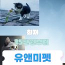논현 켄넬 | 인천논현고양이분양 브숏 캐터리 냐옹이 보자마자 Pick!