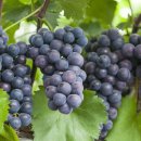 포도공인중개사사무소 이미지