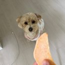 멍털도둑 | 작지만 모아보면 큰 일상모음ZIP