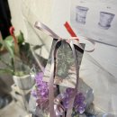 신경3길L | 오산 개업 축하화분 l 앙증맞은 미니 호접란 코코 배송 후기