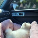 평원애견 이미지