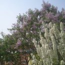 기차길옆오막살이 이미지