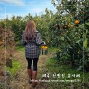 블랑 | 제주 마노르블랑 후기, 2월 서귀포 한라봉 체험 및 동백꽃 명소