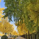 문정3차푸르지오아파트.송파파인타운1단지 | 💥11월 13일 수도권 아파트 미쳤다…용산 40억, 잠실 52억 ‘신고가 잔치’💥