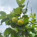 현화농장 이미지