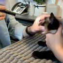 시니어 동물병원 이미지