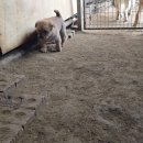 이쁜 댕댕이 이미지