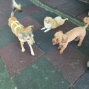 남성유치원 | 춘천 애견유치원 양구 화천 인근 애견호텔｜'엘림독' 솔직 후기