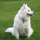 스마트폰 카메라 200 활용 이미지