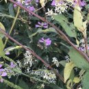 마르자하우스 이미지